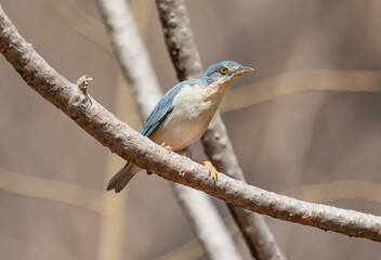 male bird on branch