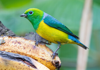 colorful bird eating a banana