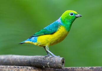 beautiful bird