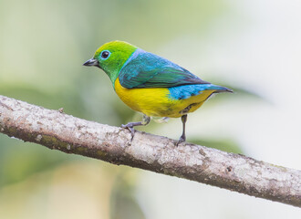 colorful bird in a tree trunk