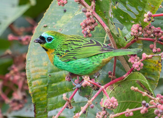colorful tropical bird