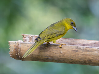 tanager