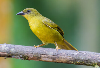 yellow bird