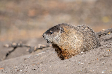 Ground hog on slanted barren ground
