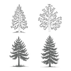 Collection of hand-drawn evergreen tree illustrations
