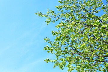 新緑と青空