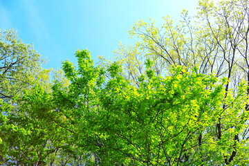 新緑と青空