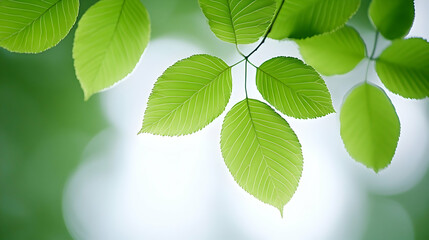 Obraz premium Bright sunlit green leaves on a branch capture the fresh beauty and growth of nature's spring and summer foliage in a forest environment