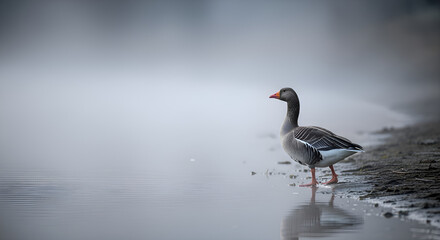 The goose walking beside a foggy riverbank