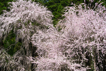 枝垂れ桜の花びら