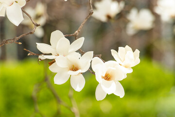 봄소식을 알리는 목련꽃 핀 배경