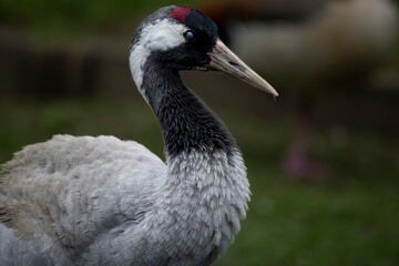The Common Crane (Grus grus), also known as the Eurasian Crane.