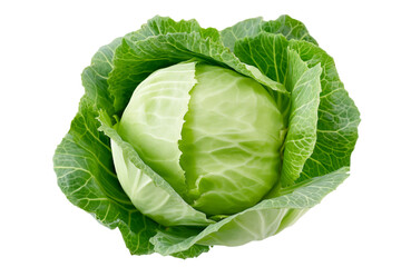 Fototapeta premium cabbage isolated on white background, full depth of field