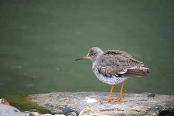 The Common Redshank or simply Redshank (Tringa totanus).
