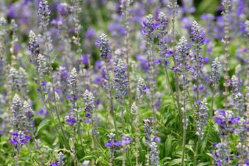 Purple flowers are blooming beautifully in the morning with sunlight.