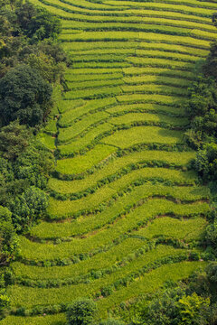 Nepal, 10-08-2023: aerial view of a terraced rice field at Kushma, in the Gandaki region, seen from the top of the Tindobate-Pelakot Suspension Bridge, popular tourist attraction for its amazing views