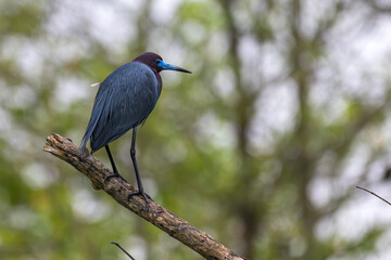 Little blue heron perched on a branch.