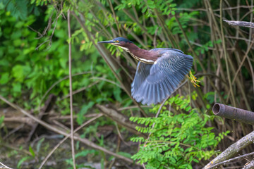 Green heron takes off from a pipe.