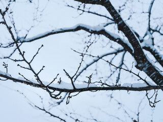 繊細な枝に宿る雪