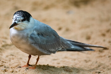The Common Tern (Sterna hirundo).