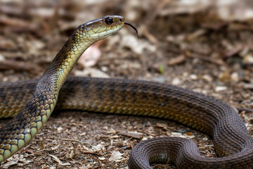 Australian Highly venomous Rough-scaled Snake highlighting it's strongly keeled scales