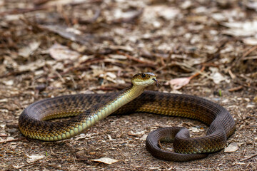 Australian Highly venomous Rough-scaled Snake highlighting it's strongly keeled scales