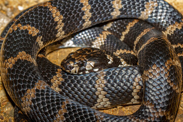 Australian Highly Venomous Stephen's Banded Snake