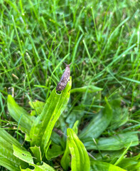 Brown snail on a green blade of grass.