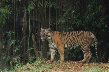 side view of sumatran tiger standing quietly in the bushes