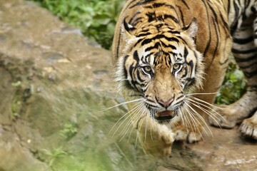 close up of a growling sumatran tiger