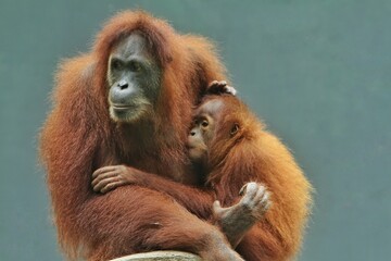 Side view of little orangutan hugging its mother
