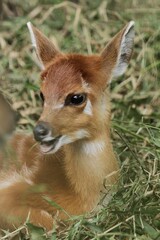 closeup of little sitatunga relaxing on the grass