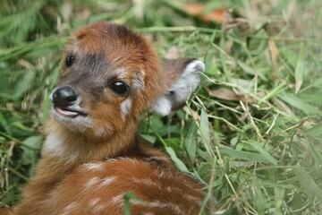 closeup of little sitatunga relaxing on the grass