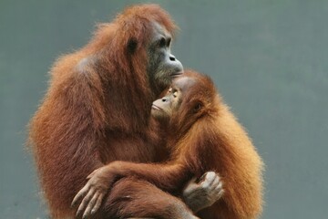 Side view of little orangutan hugging its mother © Pitokung