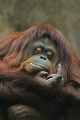 It looks like an adult orangutan is sleeping while pointing his finger © Pitokung
