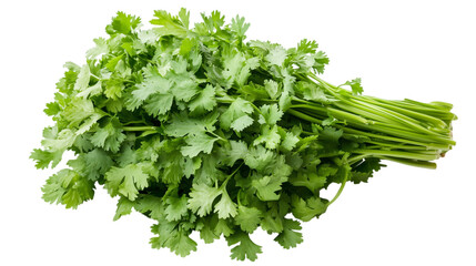Fototapeta premium Fresh cilantro bunch isolated on transparent background