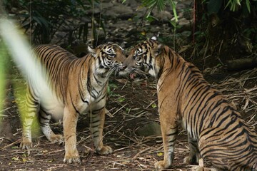Sumatran tigers are seen chatting in the bushes