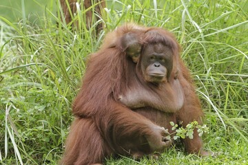 little orangutan sleeping on his mother's shoulder