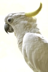 side view of yellow crested cockatoo