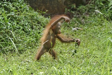 little orangutan standing in the grass doing funny movements