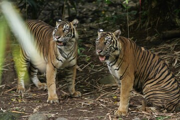Sumatran tigers are seen chatting in the bushes