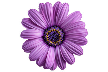 Obraz premium Purple osteospermum flower isolated on transparent background