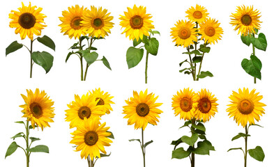 Sunflowers collection isolated on white background. Sun symbol. Flowers yellow, agriculture. Seeds and oil. Flat lay, top view