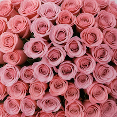 Fototapeta premium pink roses bouquet