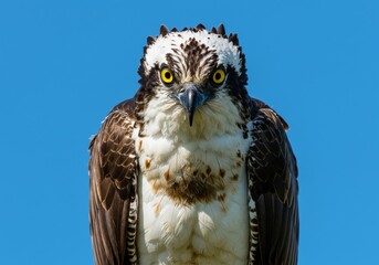 Majestic Osprey Stares Intently, Captured in Stunning Detail Against Azure Sky