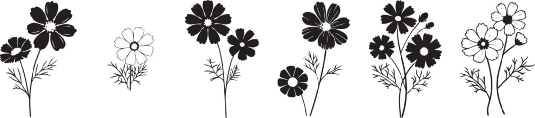 Bloom Cycle of Cosmos Flowers from Bold to Light.