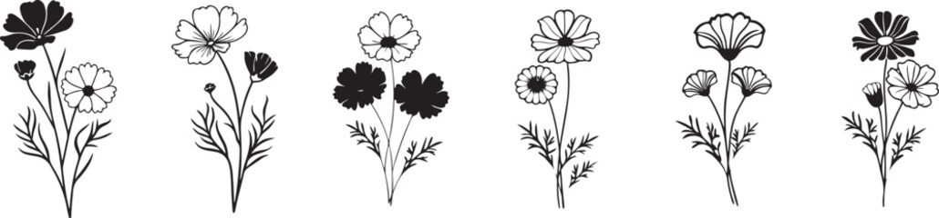 Bloom Cycle of Cosmos Flowers from Bold to Light.