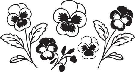 Pansy Flower Illustrations.Drawing Collection.