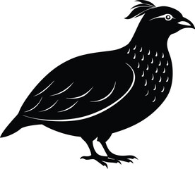 Bobwhite Quail vector Silhouette, Quail silhouette Vector illustration design.
