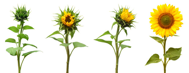 Collection sunflower flower evolution stages isolated on white background. Seeds and oil. Flat lay,...